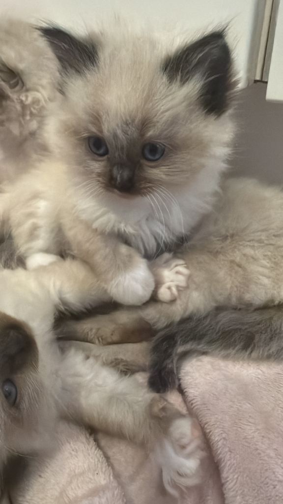 6th Generation Pedigree Ragdoll Kittens