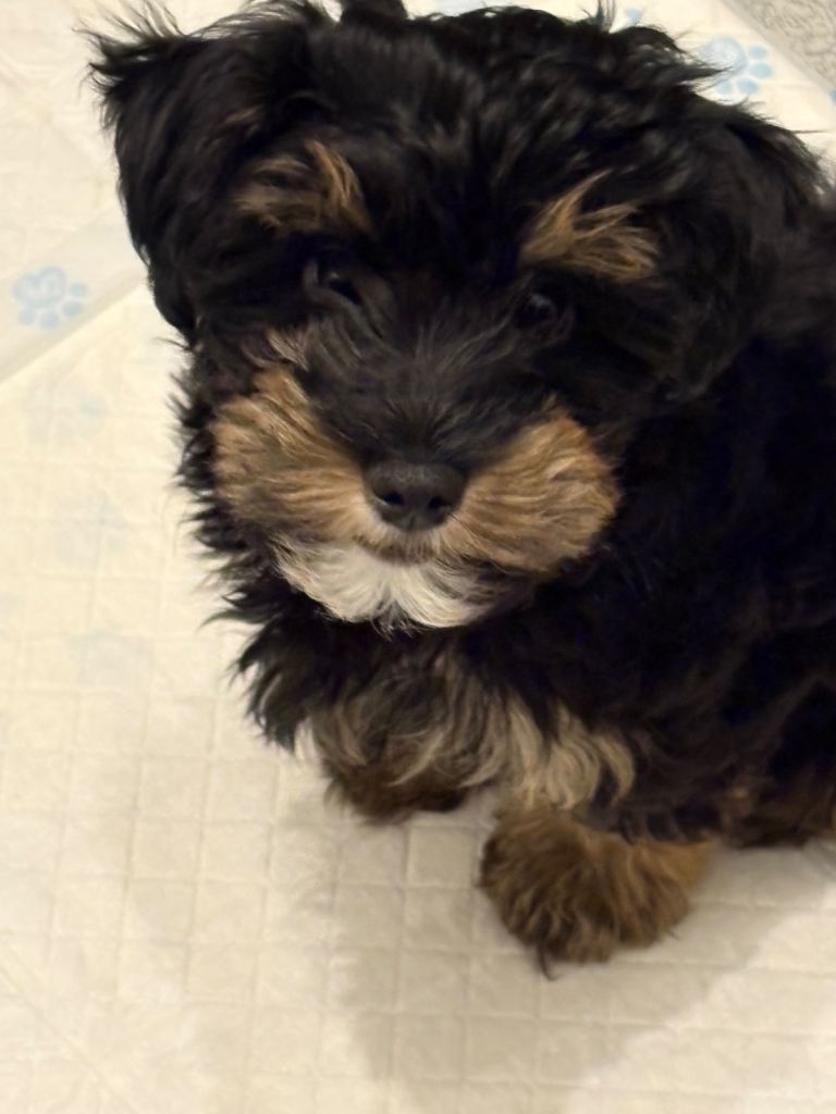 Yorkshire terrier puppy