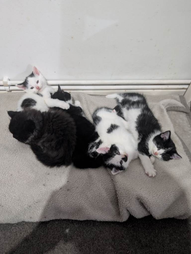 Kittens for sale £50 each