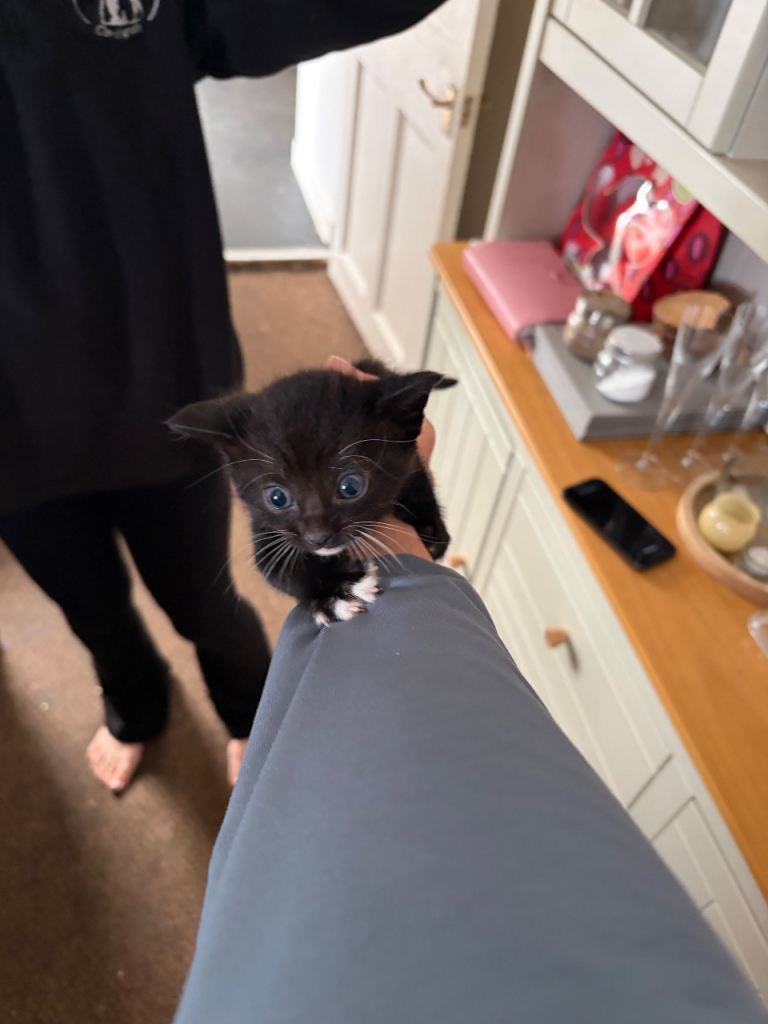5 kittens