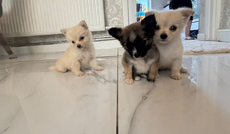 Micro miniature  Pomeranian and chihuahua mix 