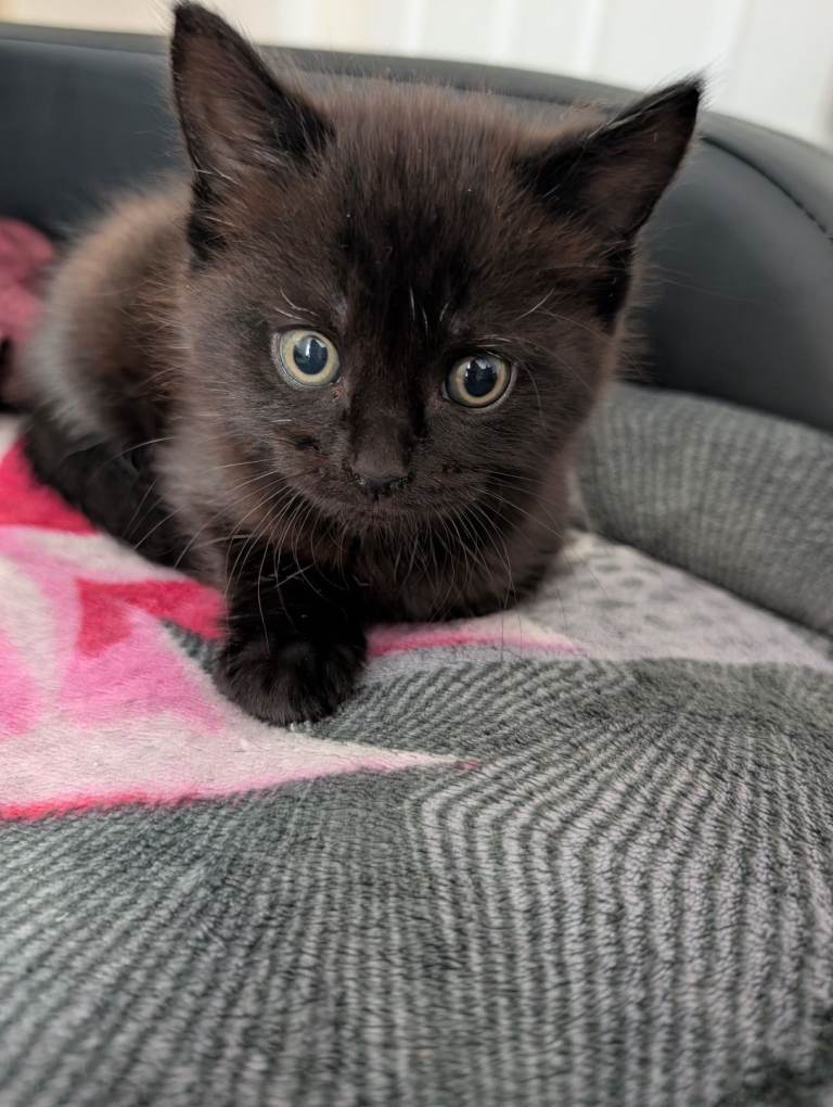 Kitten mix
