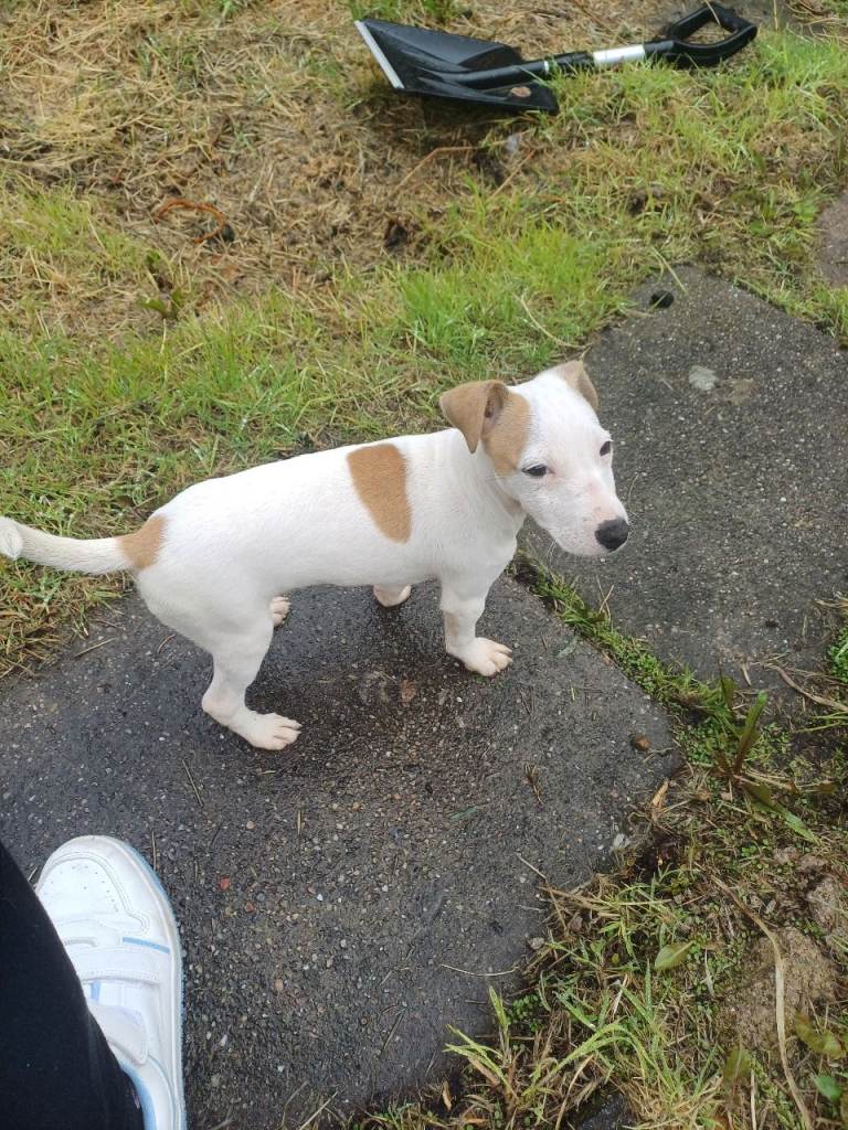 Puppy 