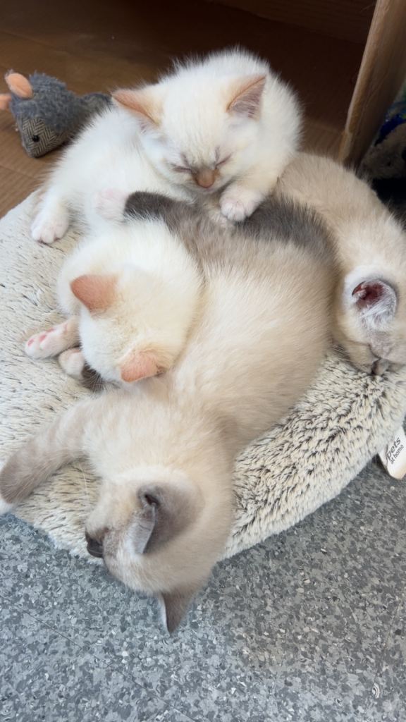 4 Himalayan  X Chinchilla Persian Kittens 