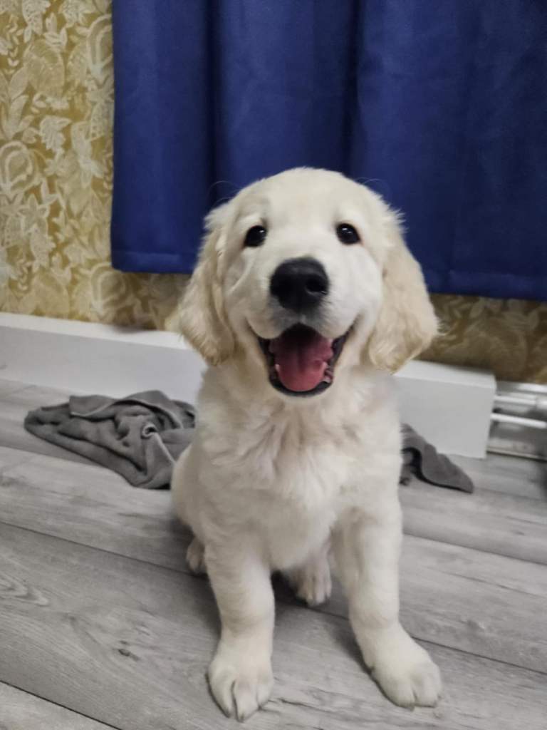 KC registered golden retriever puppies