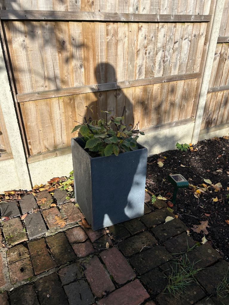 Beech trees in pots 