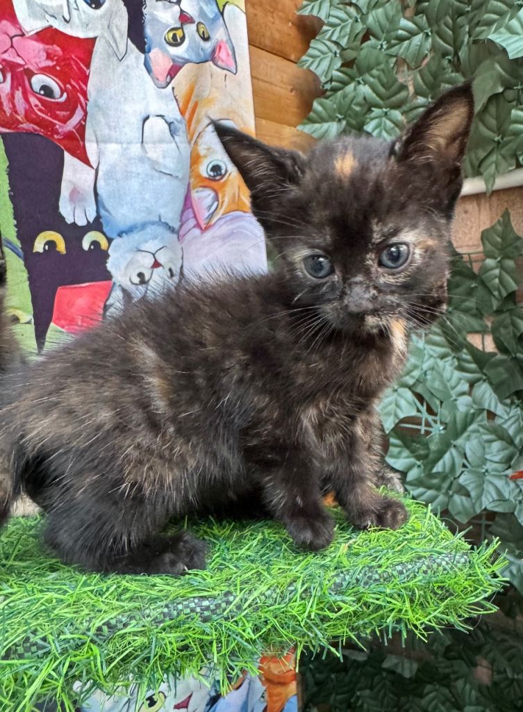 FLUFFY CALICO FEMALE KITTENS TO RESERVE 
