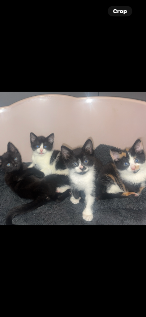 KITTENS FOR SALE £50 