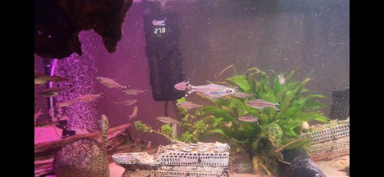 37 ScissorTail Rasboras