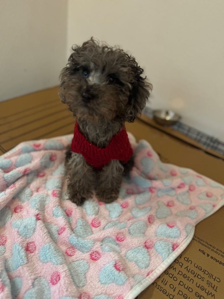 2 puppies left in Enfield  pics are recent 