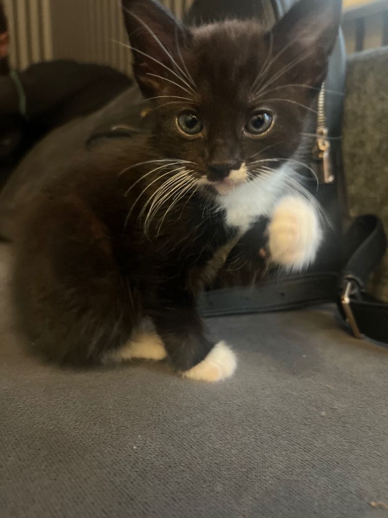 Male kitten