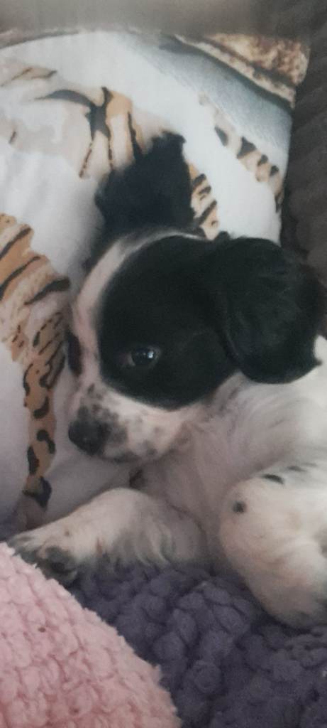 Cocker spaniel cross puppy