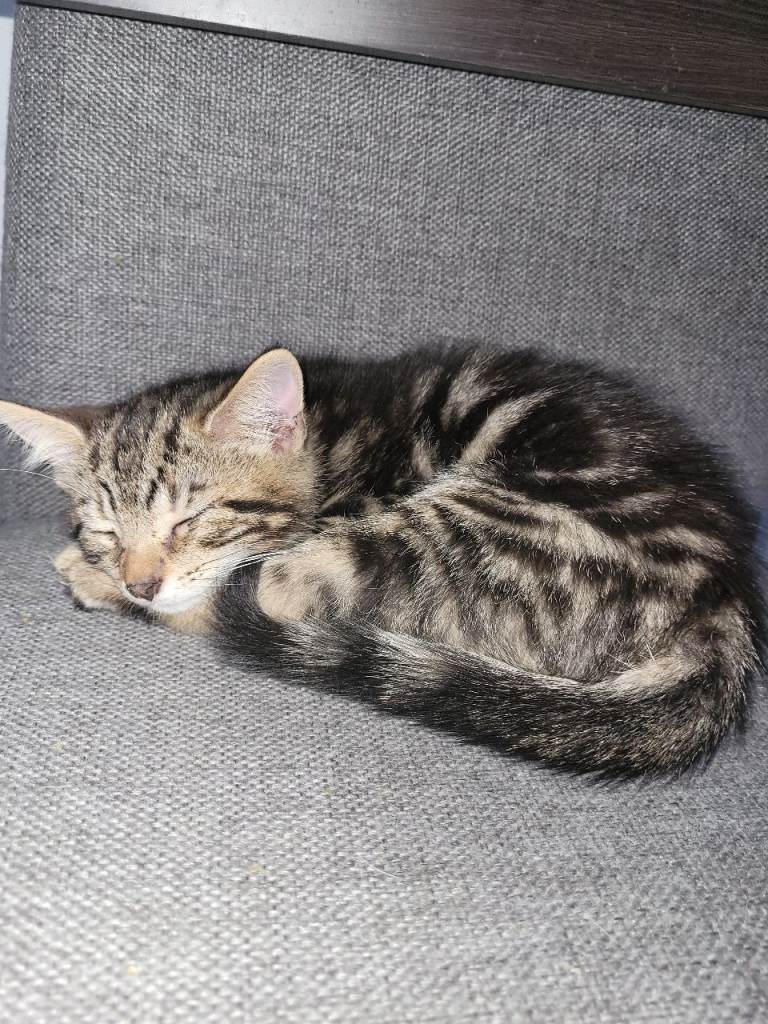 3 beautiful tabby kittens for sale