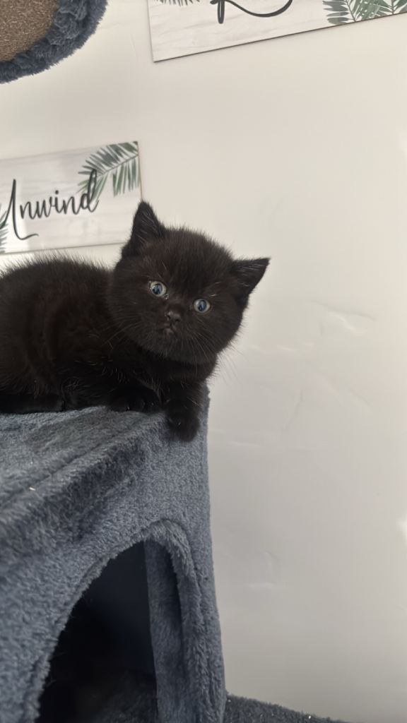 British Shorthair X Kittens
