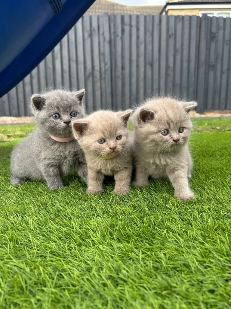 Beautiful British Shorthair kittens for sale - * yellow collar reserved* - 2 remaining