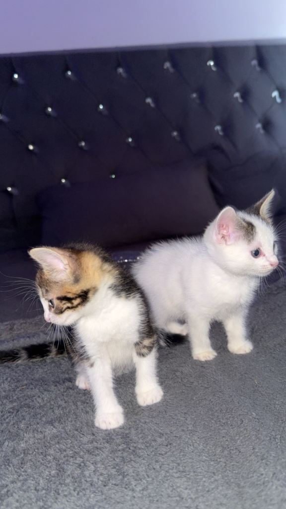 Kittens 