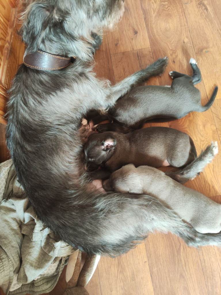 Bedlington whippet puppies.