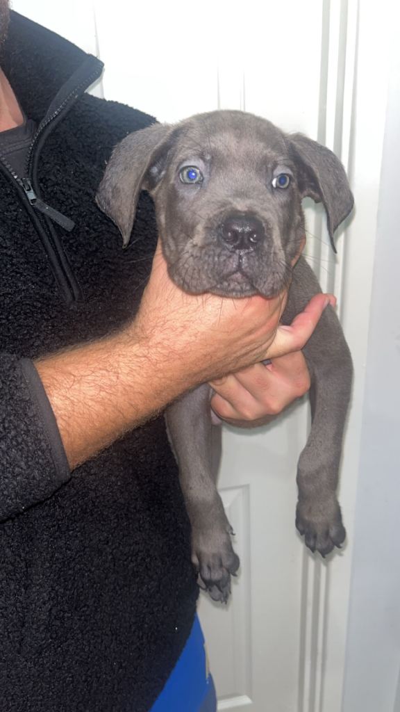 Cane corso pure breed