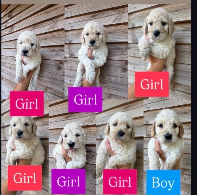 Goldendoodle Puppys for sale 