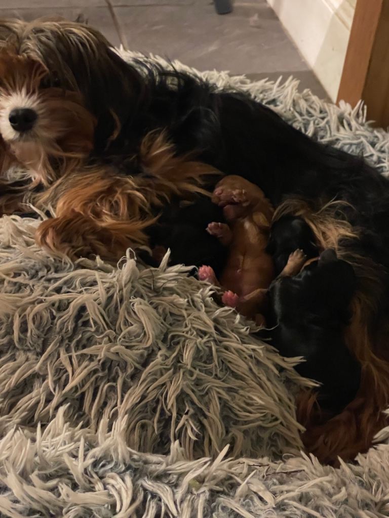 Cavapoo pups 