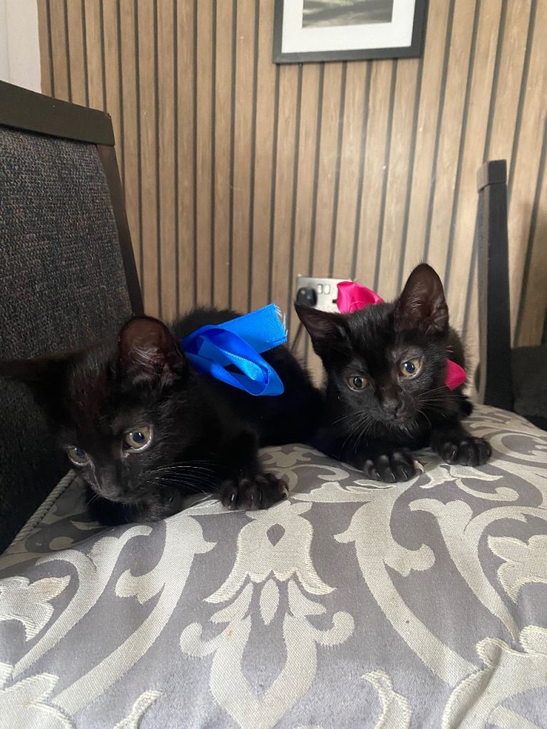 Kittens looking for the forever home. 