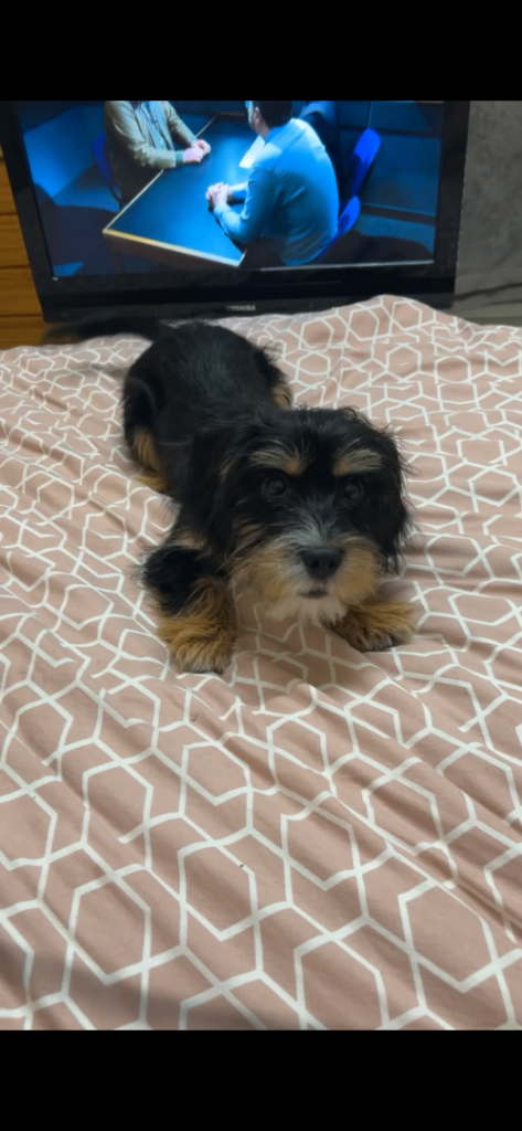 Yorkshire terrier / Shih Tzu 