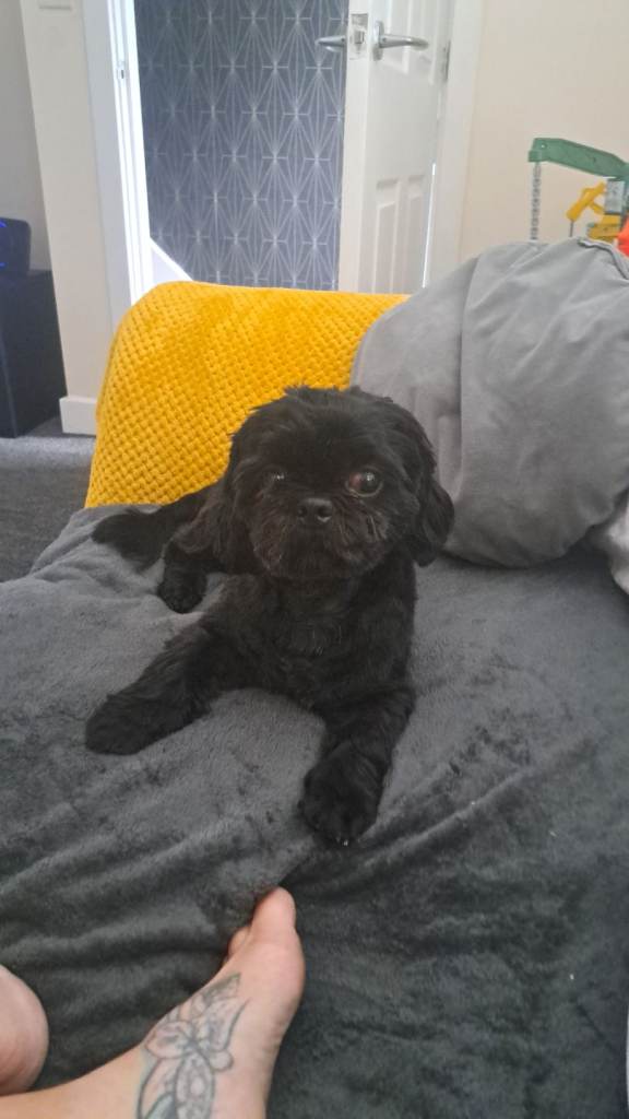 Shitzu dog 