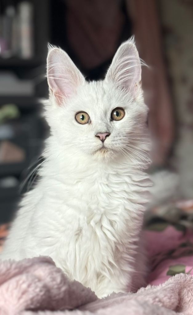 Stunning TICA/GCCF Blue Silver Shaded Registered MaineCoon Kittens 