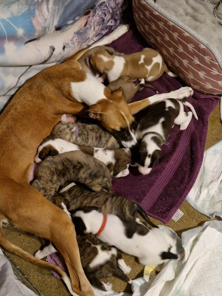 Gorgeous whippet puppies