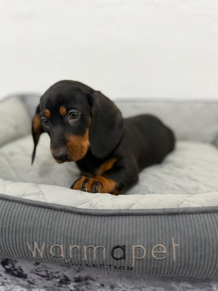 Miniature Dachshund puppies 