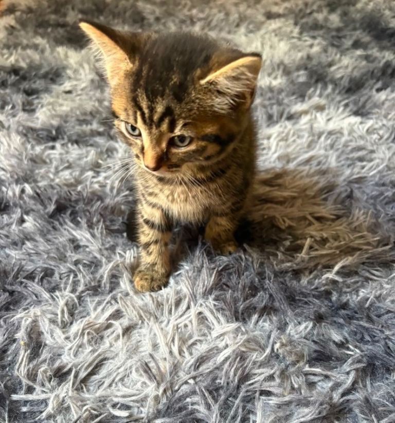 8 weeks old cute Tabby kitten