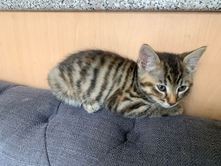 Domestic short haired female kitten