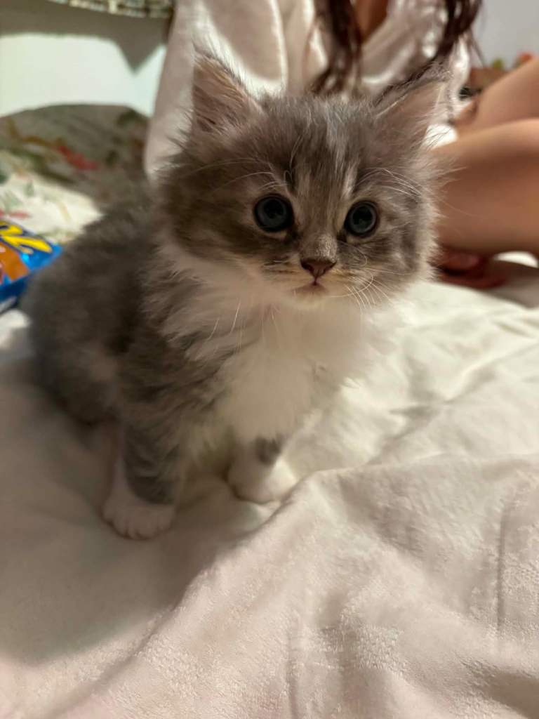 🐾 Adorable Ragdoll Kitten Looking for a Loving Forever Home!
