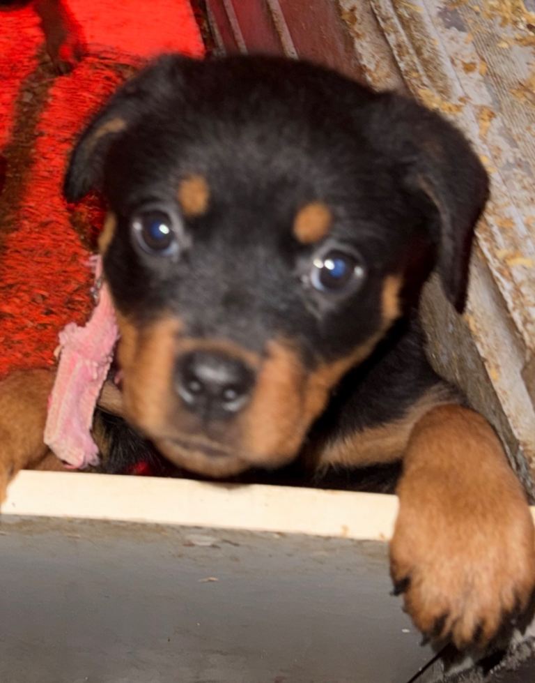 Too beautiful girls Rottweilers 
