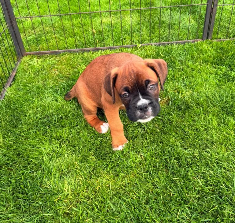 Boxer male 