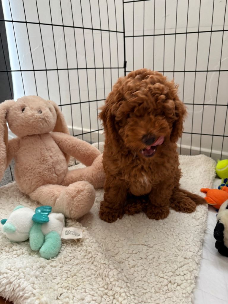 Adorable Miniature Poodle Puppies /One boy left