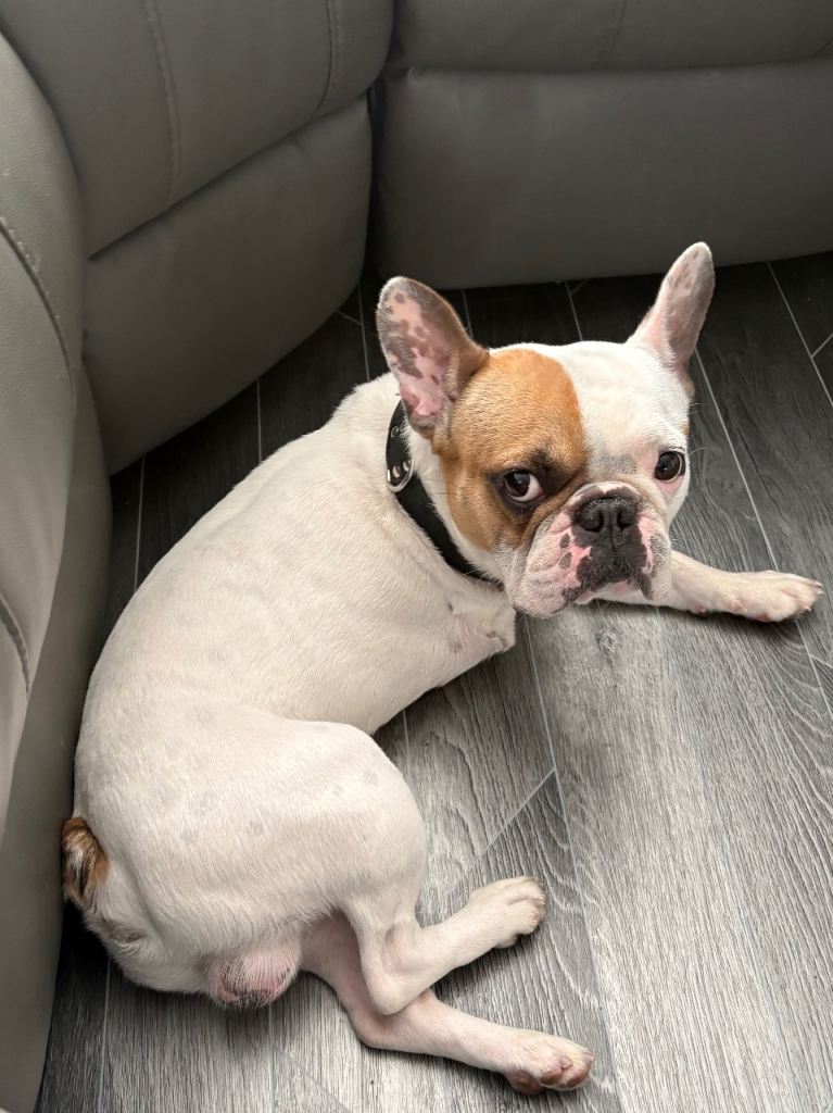 REHOMING FRENCH BULLDOG