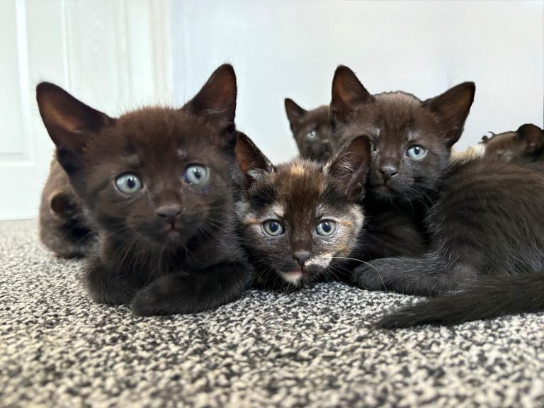 2 Kittens left ready to go  