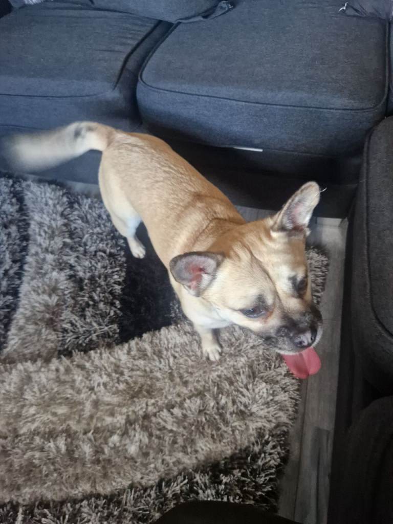 Dog for sale 