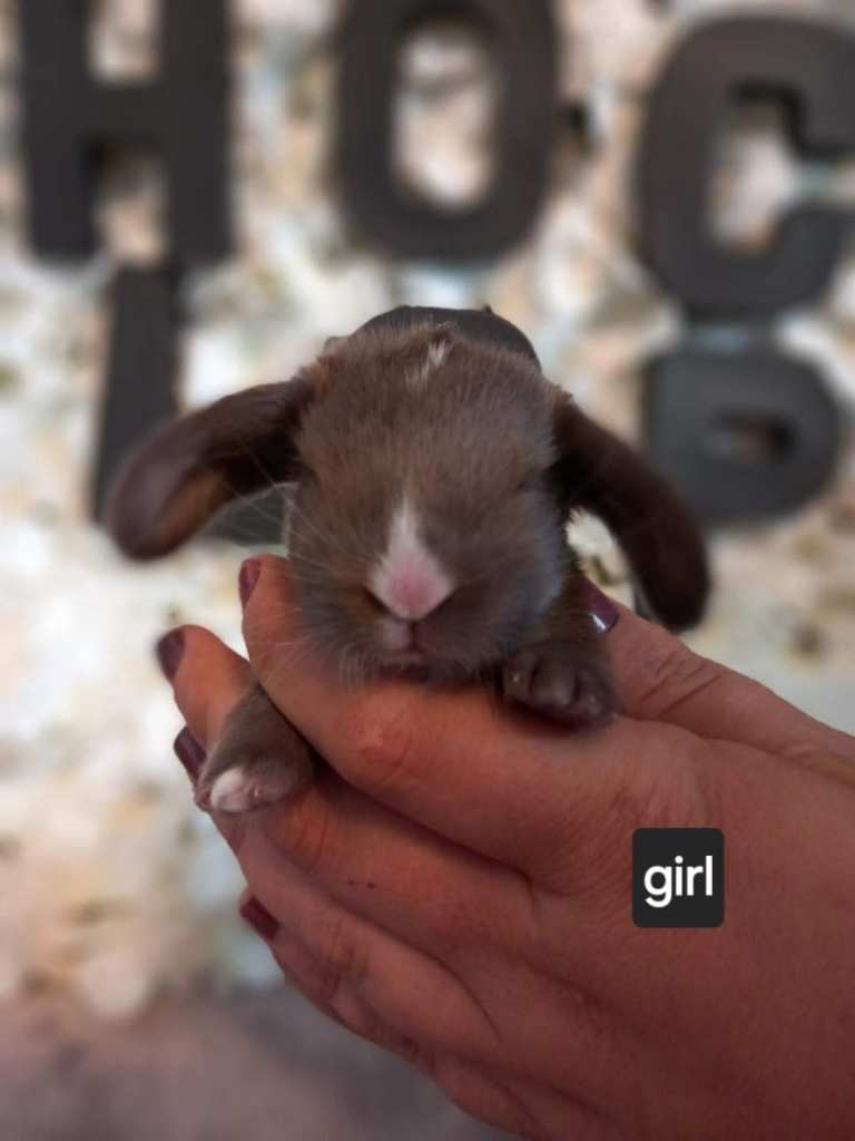Pedigree french lops
