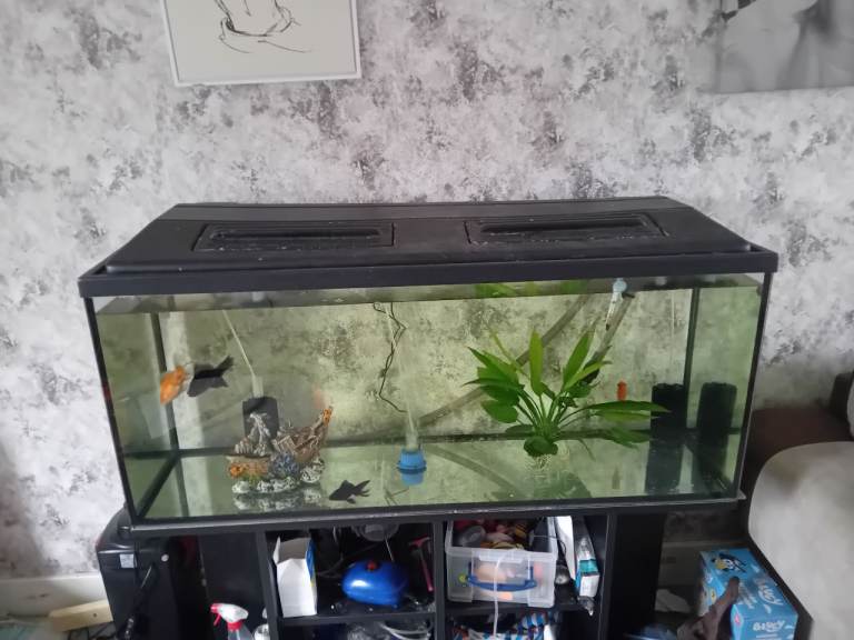 240 litre fish tank and stand with full set up 