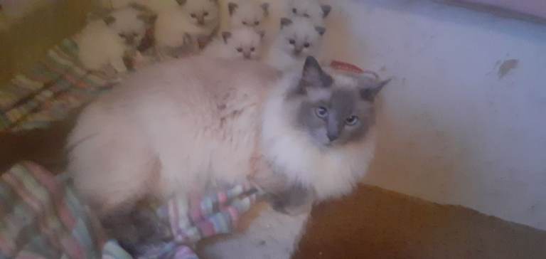 Ragdoll  blue point kittens