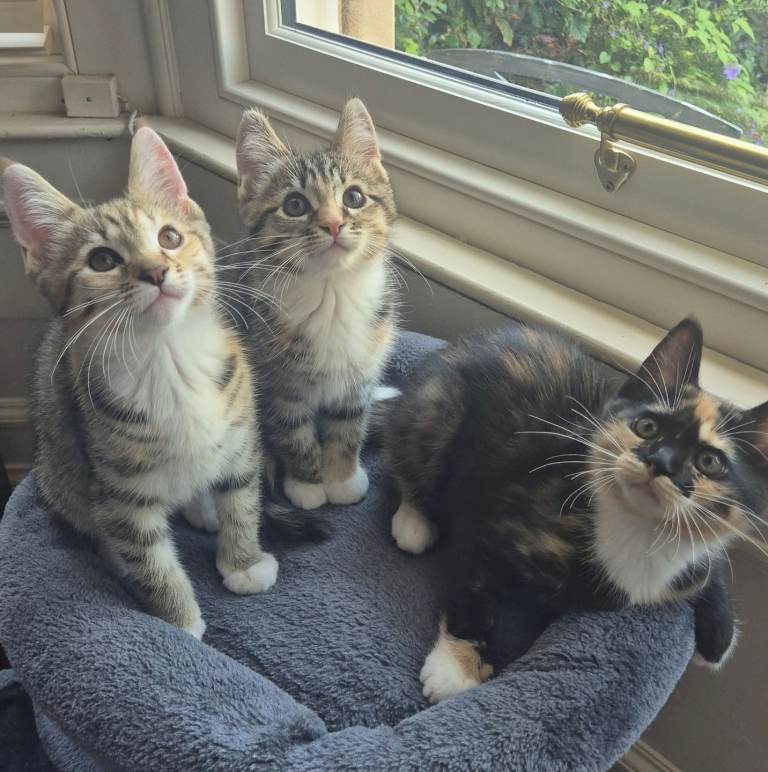 Kittens Maine coon cross