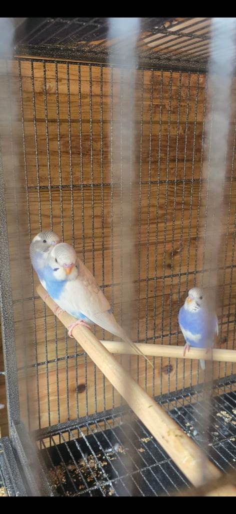 Baby budgies for sale £30 pound each 