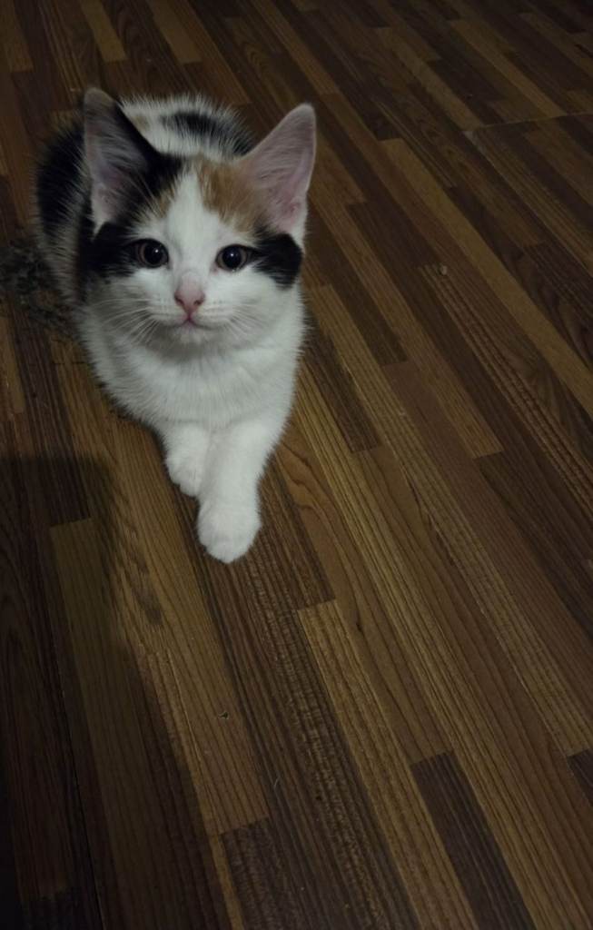10 week old male kitten