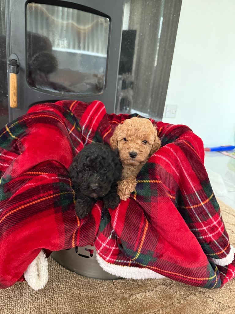F1bb cockapoo puppies 