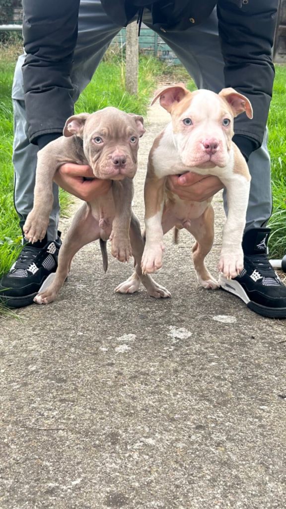 🐶EXOTIC MALE POCKET BULLY’s🐶