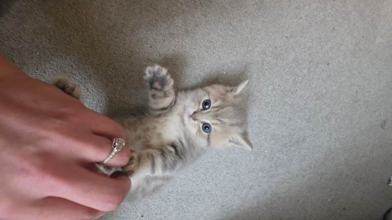 british shorthair and longhair 