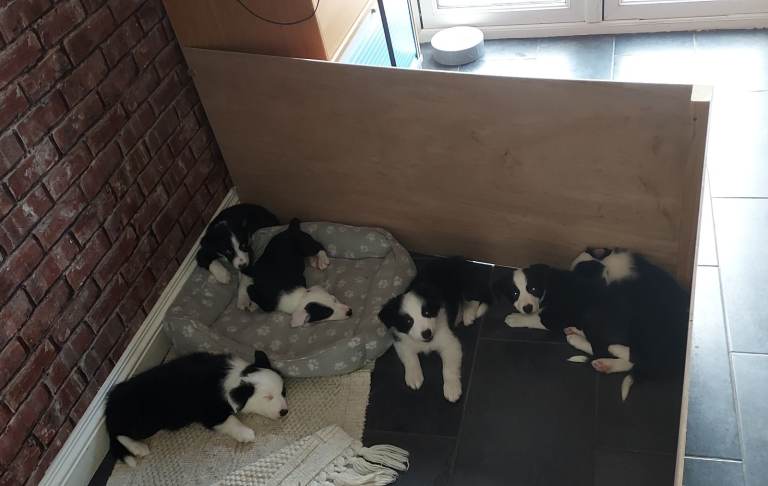 Border Collie Puppies
