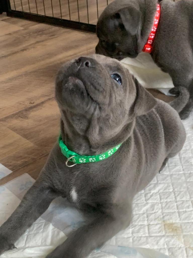 ***Champions Bloodlines***KC Registered Blue Staffordshire Bull Terrier Puppies 